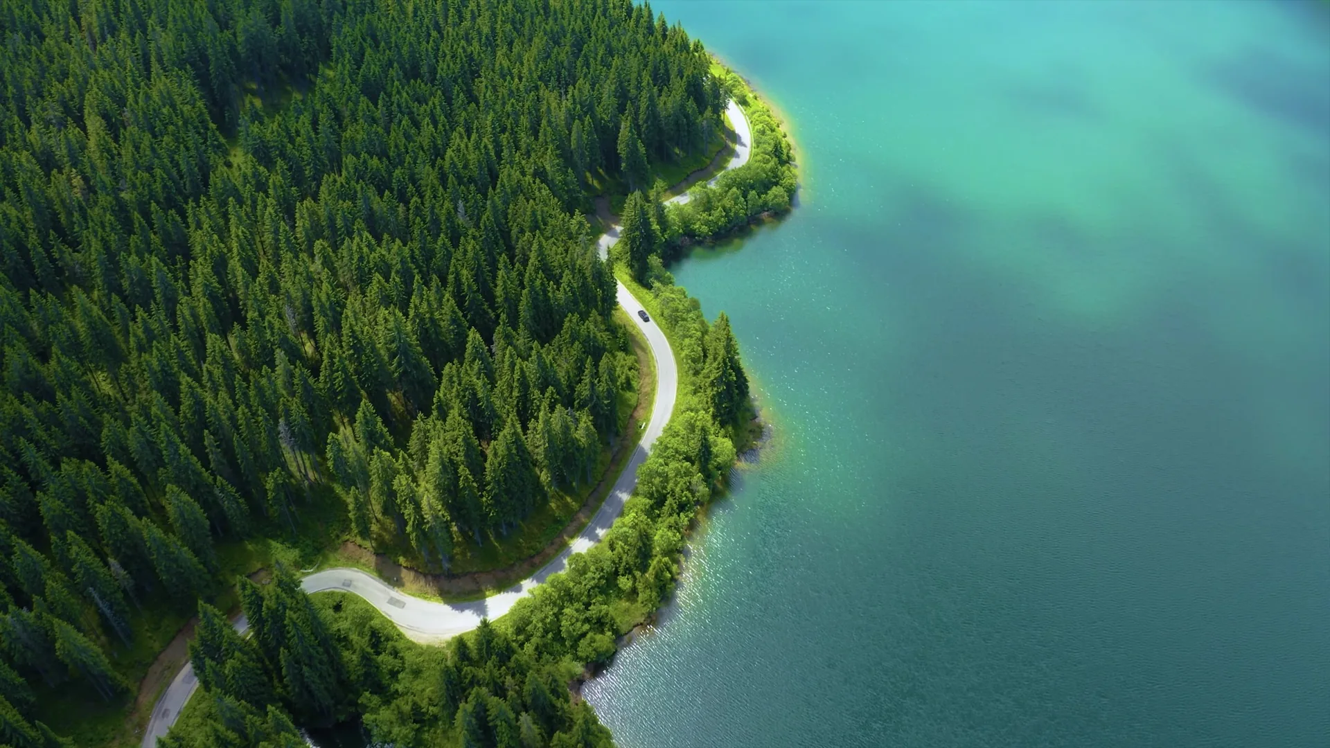 A winding road through a dense coastal pine forest