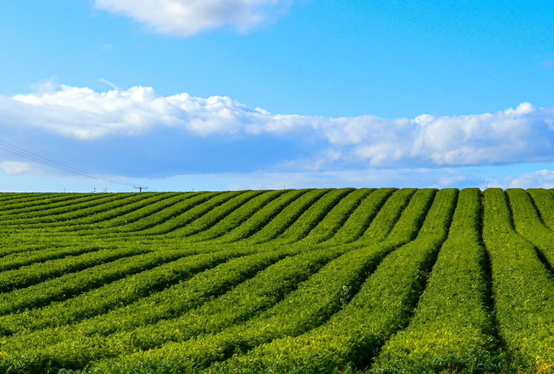 Green agricultural fields planted in sweeping crop rows